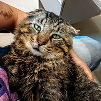 A large tabby cat sitting in a person's lap