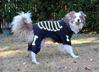 Dog in skeleton Halloween costume