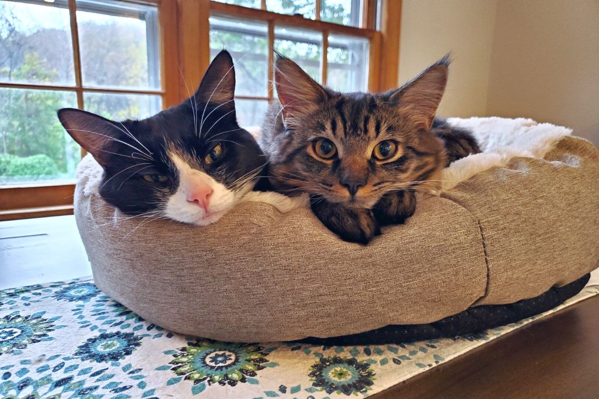 Two cats sharing a round bed