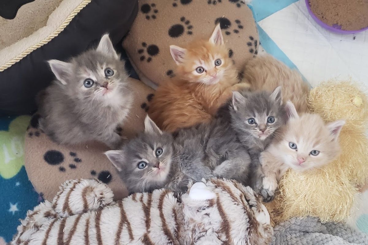 Group of small kittens on stuffed animals