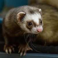 Brown and white ferret