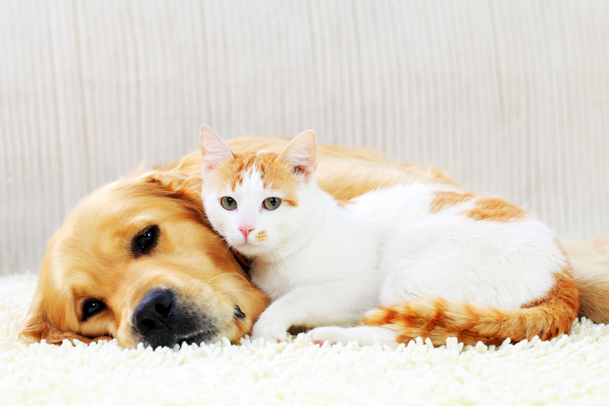 Dog and cat snuggling together
