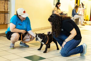 Dakin staff members greet a small dog