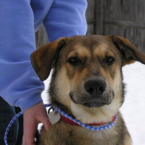 A large brown dog sits with a person in a snowy yard