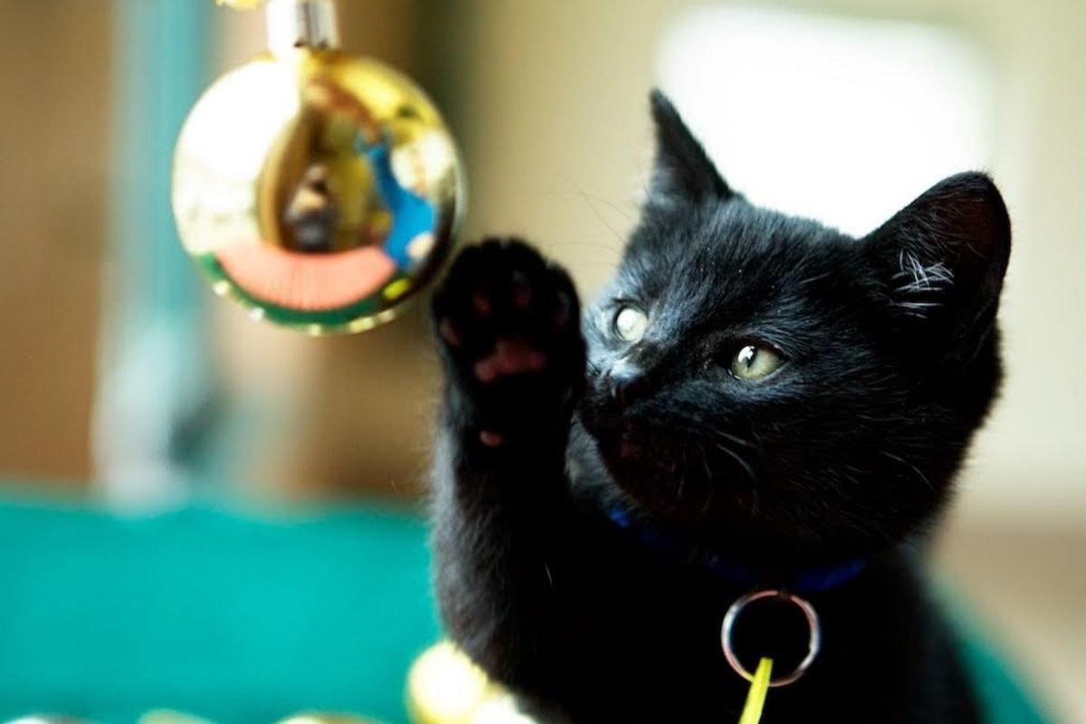 Black kitten reaches for gold ornament