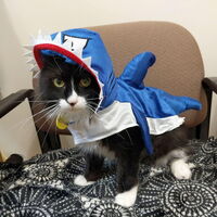Cat in Halloween costume