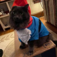 Cat in gnome Halloween costume