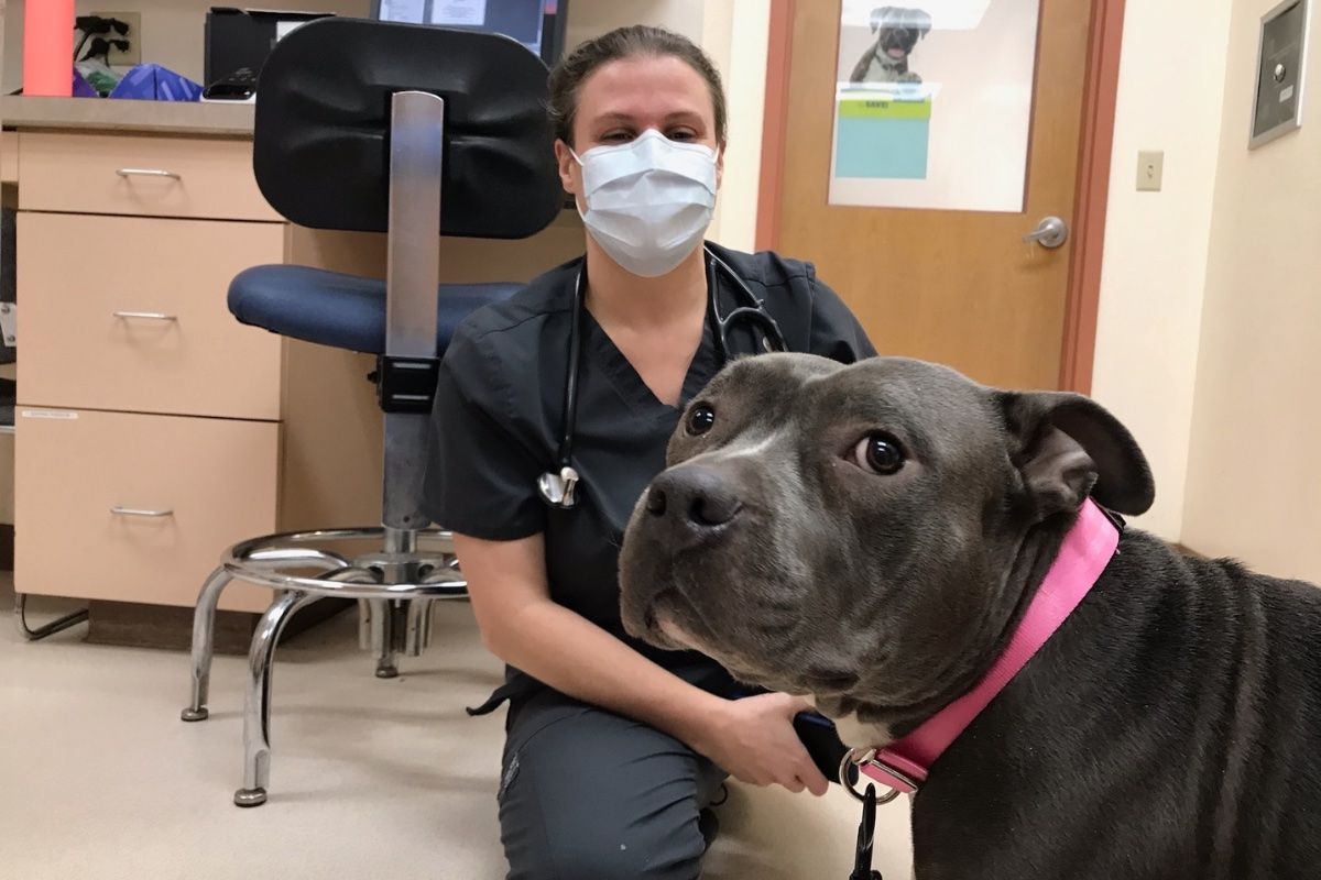 Grey pitbull and veterinarian