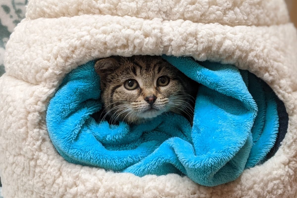 Beanie the kitten in a blue blanket