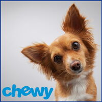 Dog looking at camera with Chewy logo