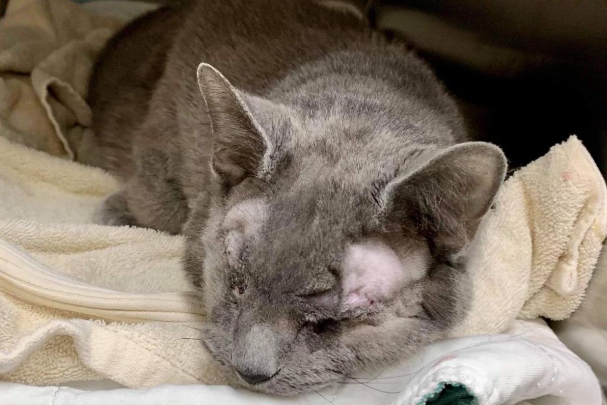 Grey cat recovering from eye surgery
