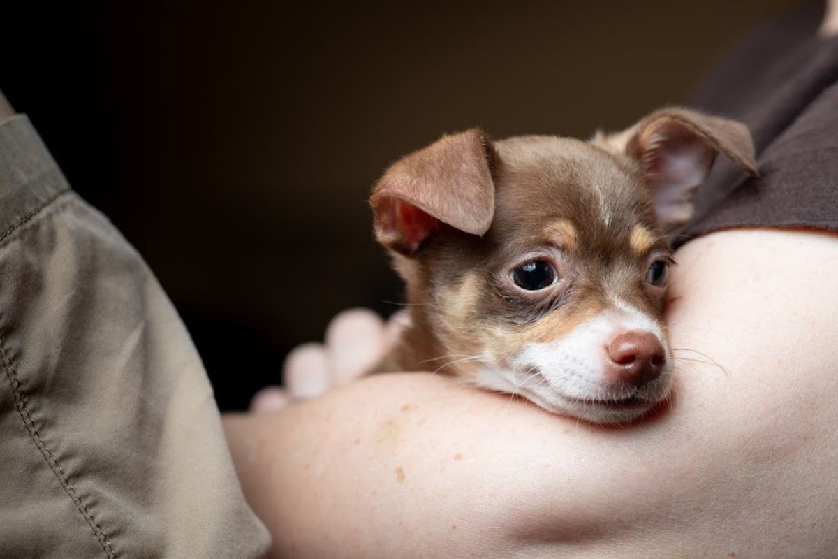 Small brown dog on person's elbow