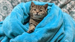 Grey kitten wrapped in large blanket