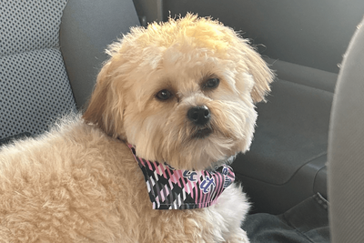 A small tan dog wearing a bandana