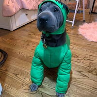 Dog in Halloween costume