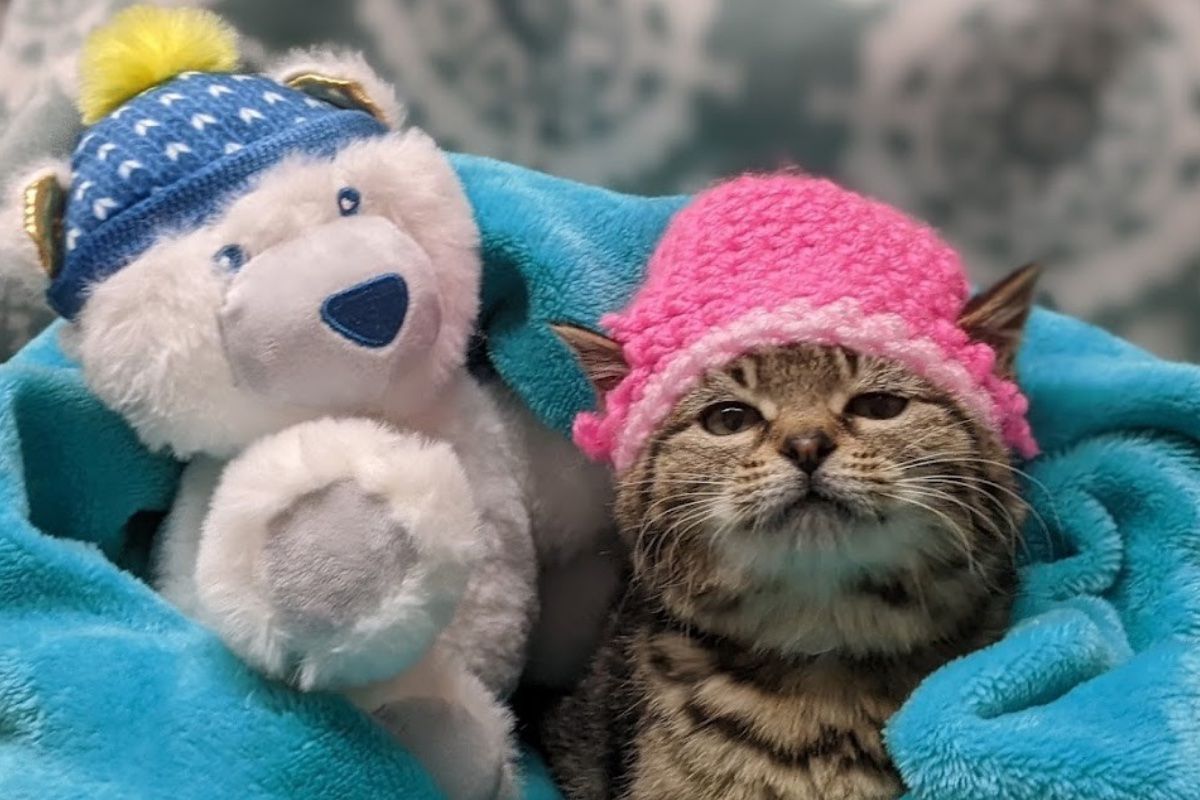 Small kitten wearing pink knit beanie
