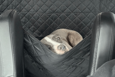 A grey and white pitbull resting in the backseat of a car