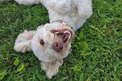 A small white dog laying upside down in the grass