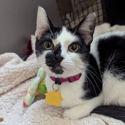 A small black and white cat sits on a soft blanket looking at camera