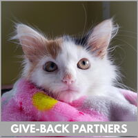 Calico kitten in blanket