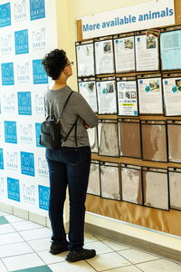Potential adopter reading wall listings of pets at Dakin