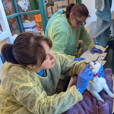 Two veterinary technicians treat cats with medication in an open room