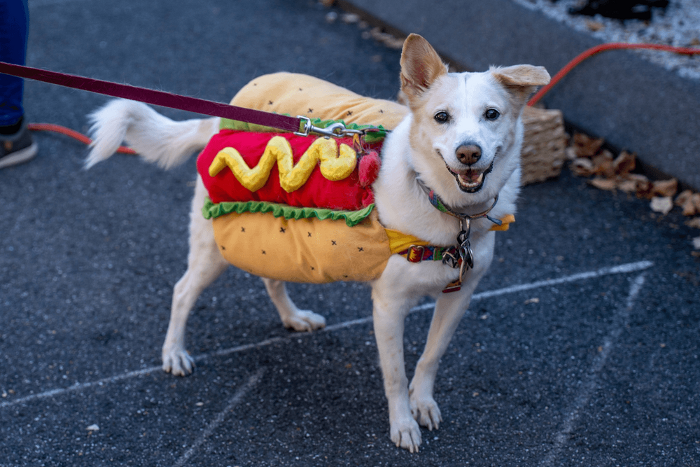 White and brown dog in a Halloween costume dressed as a hot dog.