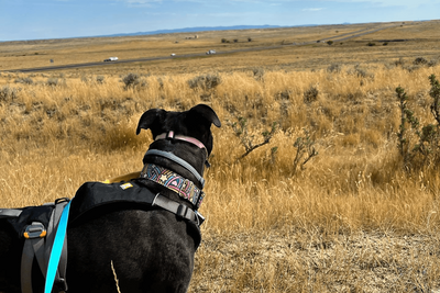 A large black dog looking out on flat land