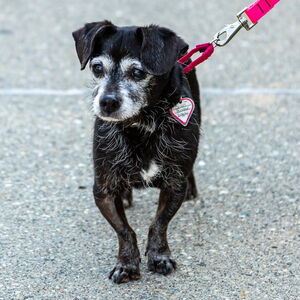 Small black and white elderly dog walking on a leash