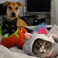 Cats and a dog in Halloween costumes