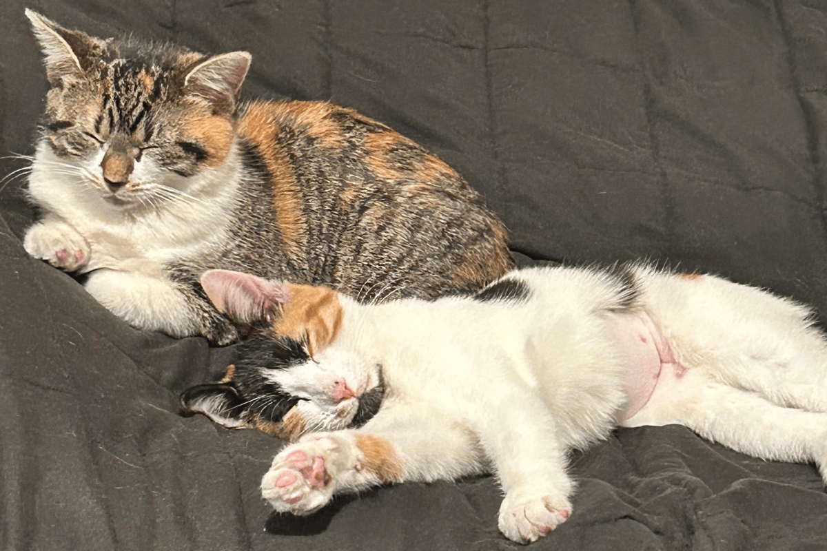 Nap buddies Crouton (left) and Uma at home