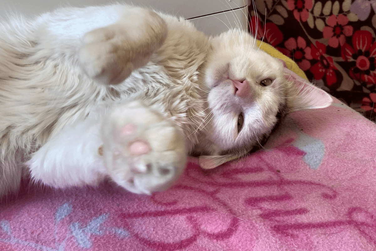 Leo the cat in recovery