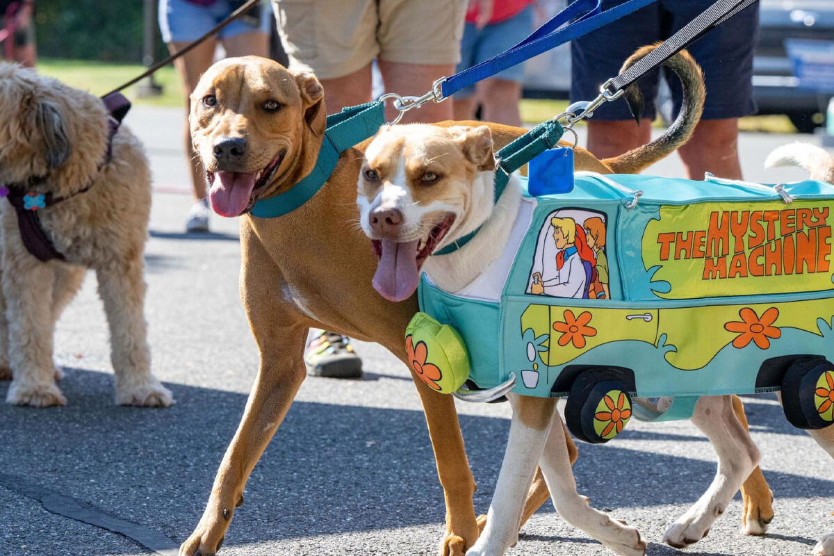 The costume parade was a huge hit for guests and their canine companions.