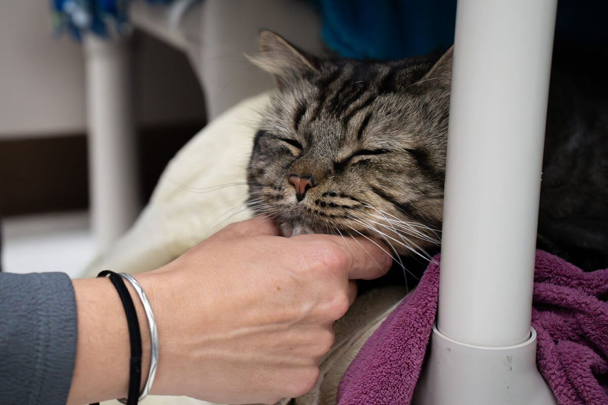 Proof that you're never too old for chin rubs