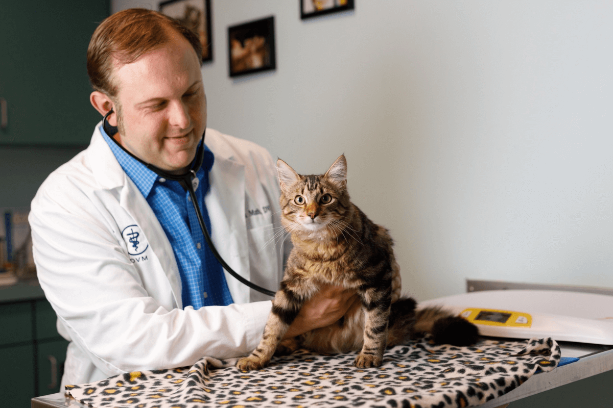 Dr. Muth examines a cat