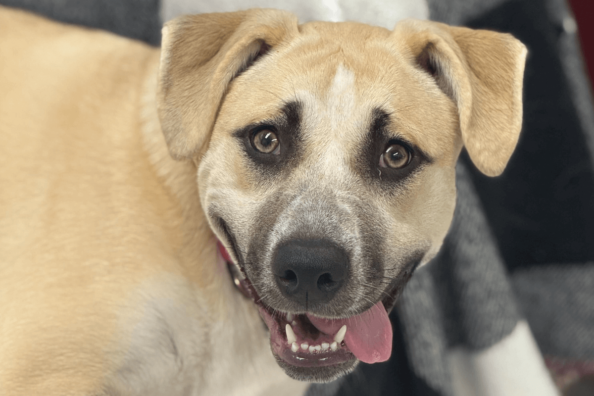 Bella the Dog