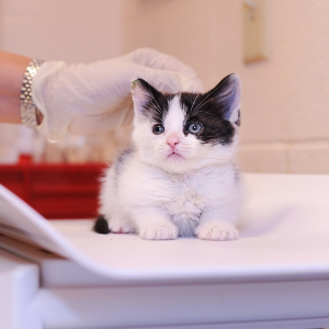A small white and black kitten looks up at a caretaker while sitting on a white scale