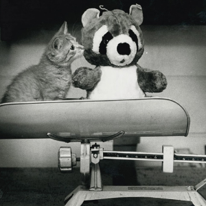 A black and white film photo of a cat and a stuffed animal sitting together on an old fashioned medical scale