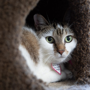 A brown and white cat looks out cautiously from a hiding spot in a cat tree