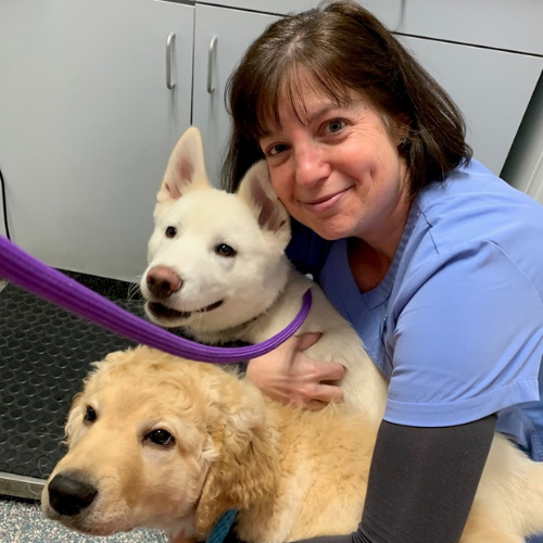 A veterinarian smiles while hugging two large white and tan dogs